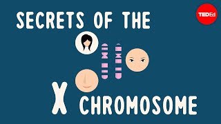 Robin Ball & Julianna Zarzycki - Secrets Of The X Chromosome