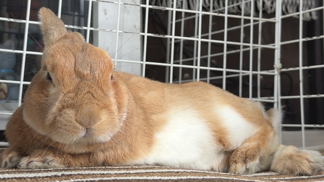 【爆音注意】飼い主のイビキで寝不足になり、激怒するウサギがこちらです・・・　(No.2159)
