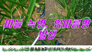 마늘 녹병, 잎마름 방제