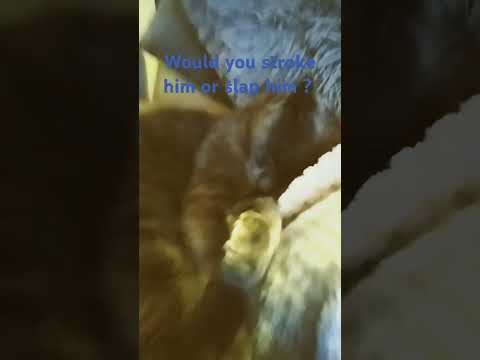 #stevelacy #lyrics  would you ? #viralshort #spedup #song sub for stroke or slap for like ! ;) #fun!