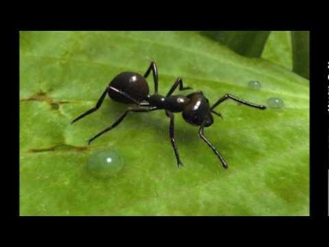 سورة النمل للقارئ أحمد العجمي surat an naml the ants ahmed alajmi
