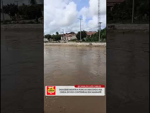IMAGENS MOSTRA PORCOS DESCENDO NA CHEIA DO RIO CONTENDAS EM MASSAPÊ