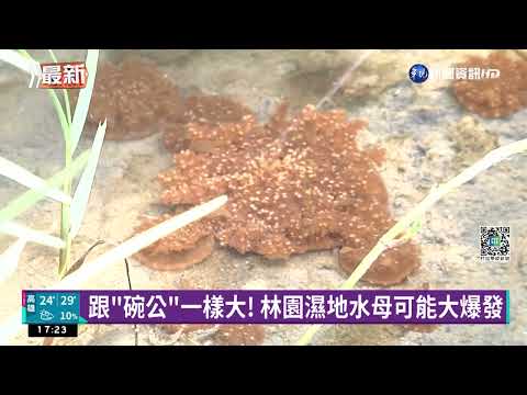 本島唯一!"倒立水母"現蹤高雄 跨縣組團搶看