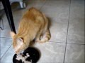 Whiskey & Atticus try the new Muse wet cat food by ...