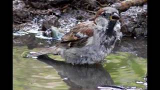 Presuntos Implicados - Icaro