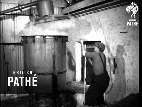 Lavender Harvest (1948)