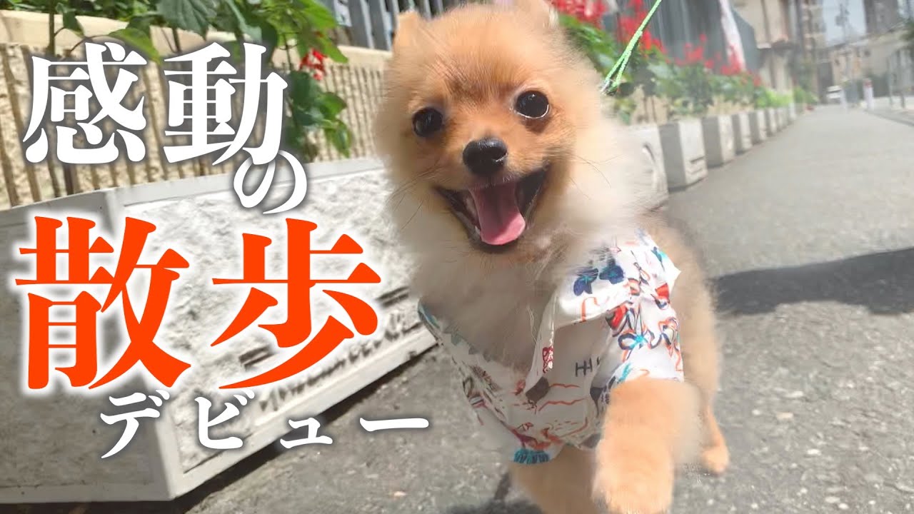 【号泣】子犬ポメラニアン、感動の散歩デビュー。