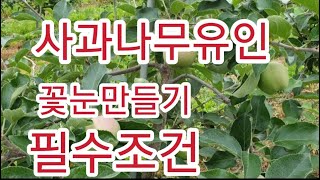 [사과재배] 사과나무유인  꽃눈만들기 필수조건