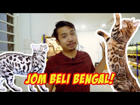 BELI KUCING HARIMAU PUTIH