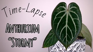 Time Lapse: Anthurium Unknown Hybrid "Stormy"