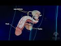 Male Reproductive System Parts And Functions Sperm Formation Process Bulbourethral Gland