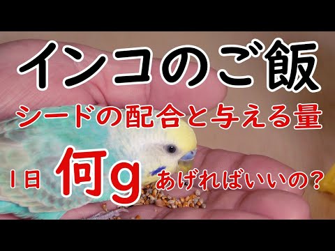 鳥にとって一番良い餌は何でしょうか?