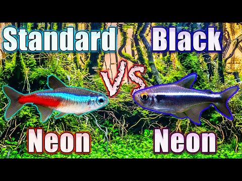 Showdown! Black Neon Tetra vs Standard Neon Tetra - There is a CLEAR Winner!