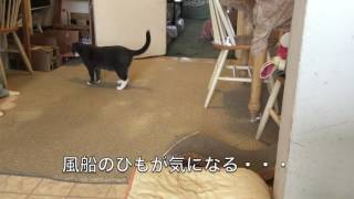 まわらない猫