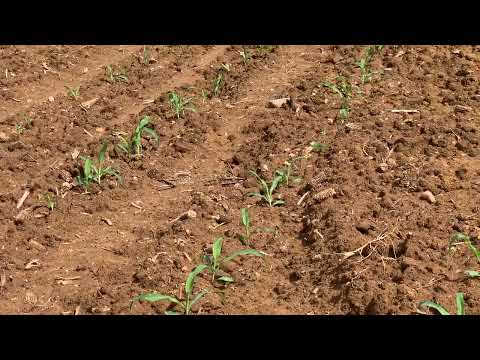 Excelente Plantação de milho! Adustina, Sertão baiano.