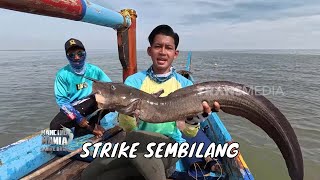 Download lagu Berburu Strike Baramundi Bonus Ikan Sembilang | MANCING MANIA STRIKE BACK (07/12/25) P2 mp3