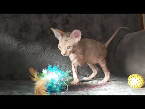 Sphynx Sphinx kittens (can deliver) - Image 2