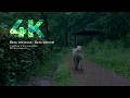 Peaceful Rain on the Forest Path | 4K Real Nature (No AI)