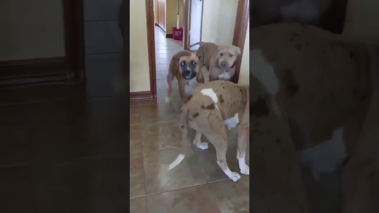 Enlarge Nala, a Adoptable mixed breed in Brattleboro, VT video 6/6