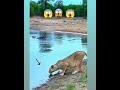 Lion Attack Magarmach Shots Viral