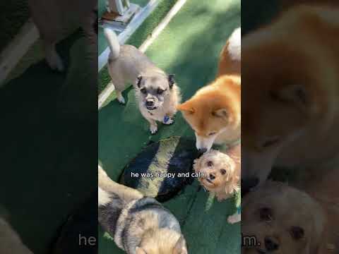 K9 Heaven 3