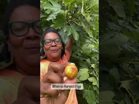 When to Harvest Figs #gardeningvideos #garden #gardeninginspiration #gardeningtips #gardeningadvice