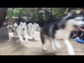 HUSKY STAMPEDE TrueLove At Neverland HUSKY CAFE Bangkok Thailand