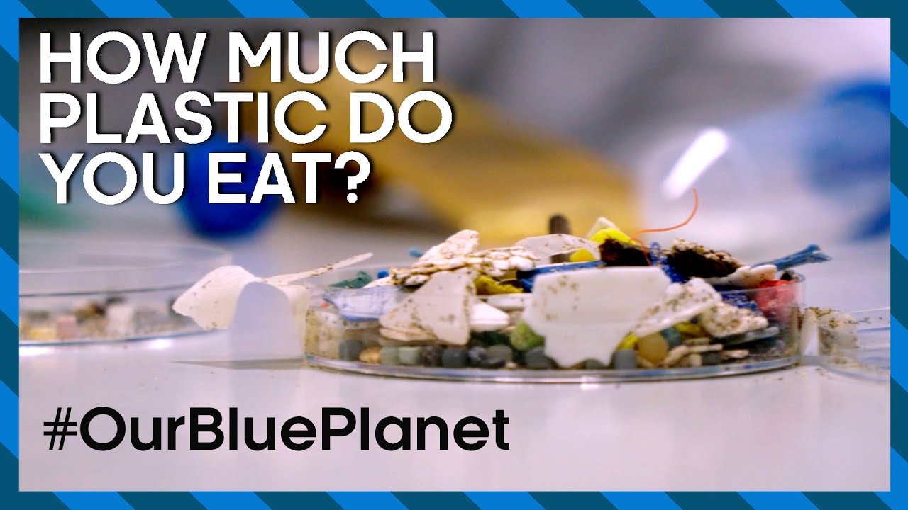 How Much Plastic Do You Eat? #OurBluePlanet | Earth Science