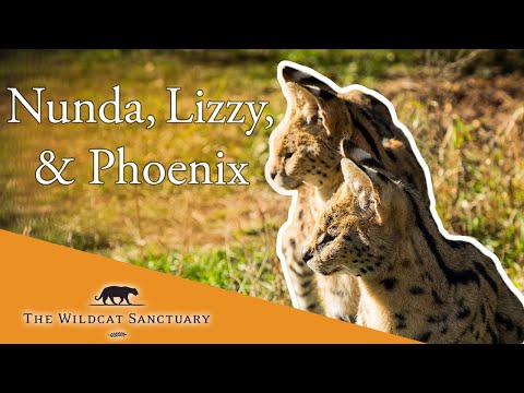 WATCH Serval Companions Phoenix, Nunda, and Lizzy Week 2 Day 3  || The Wildcat Sanctuary