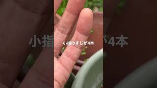 小指が伸びたスジが4本あります　#shorts  #shortvideo  #shortsvideo
