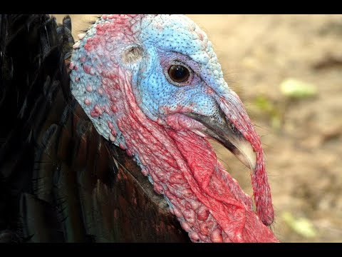 Truthahn Pute Ruf & Geräusche, Balz & Fortpflanzung, turkey sound & courtship, display & procreation