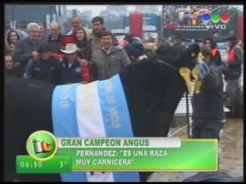 Gran Campeón Angus