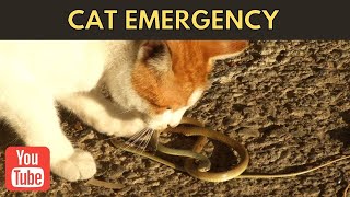 How to Treat a Cat Snakebite  Cats Facts