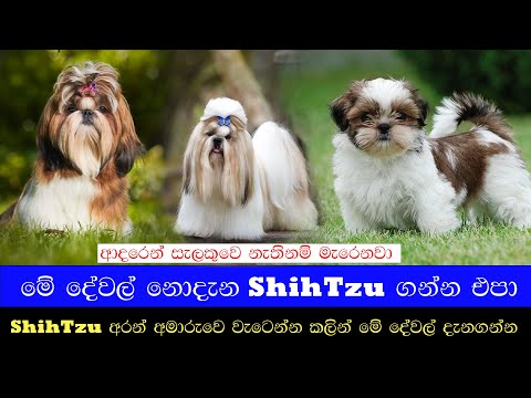 අතිශයින්ම Shiht Zu පිස්සන් සදහා පමණයි! | ලංකාවේ ශිට්සු මිලගණන් මෙන්න | Shihtzu Price in Sri Lanka 