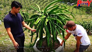 Dragon Fruit Farming Land Preparation for Abundant Harvest