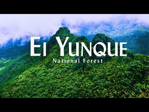 "Mysteries of El Yunque: A Journey Through Puerto Rico's Lush Jungle"