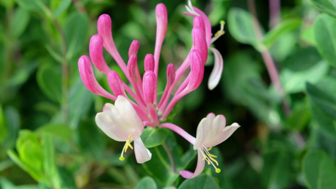 Watch Now FLORES PERFUMADAS QUE NÃO PODEM FALTAR NA SUA CASA FLORES PERFUMADAS QUE NÃO PODEM FALTAR NA SUA CASA