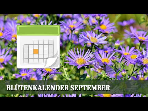 Blütenkalender September - Gräser, Wasserdost, Fetthenne, Aster, Calluna