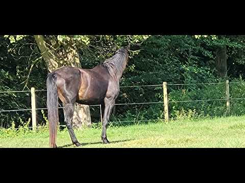 wandeling in de gavers harelbeke 22 augustus  2023
