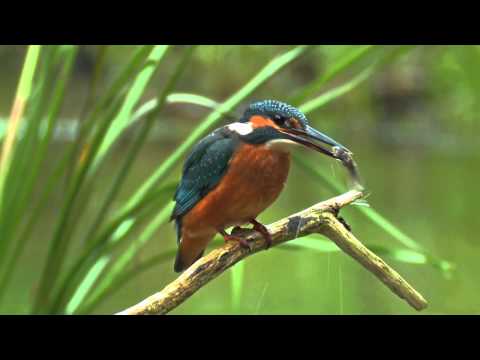 Common Kingfisher. Bird catching a fish. David Attenborough's opinion.