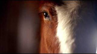 Budweiser Clydesdale commercial 2006 Super Bowl