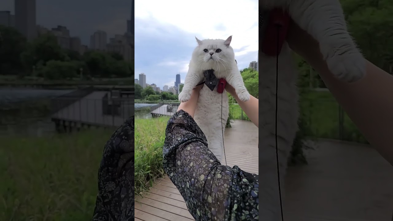 Cute, big fluffy cat! Meow