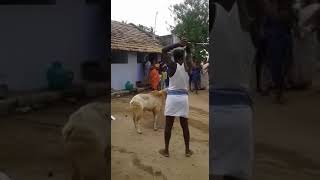 Goat cutting