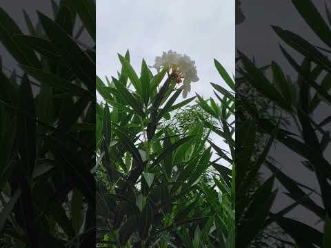 キョウチクトウはどのくらいの温度に耐えますか?春に繁栄するようにそれを保護するにはどうすればよいですか？  庭園