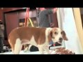 Best Of YouTube Episode11 Burger Grease Art