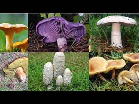 , title : '9 champignons comestibles à cueillir sans crainte'