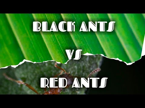 Black ants vs red ants