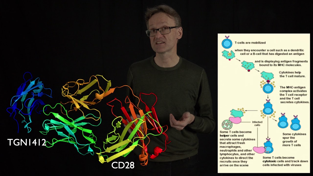 Lecture 13, concept 08: A disaster in phase I trials for a new biological - TGN1412