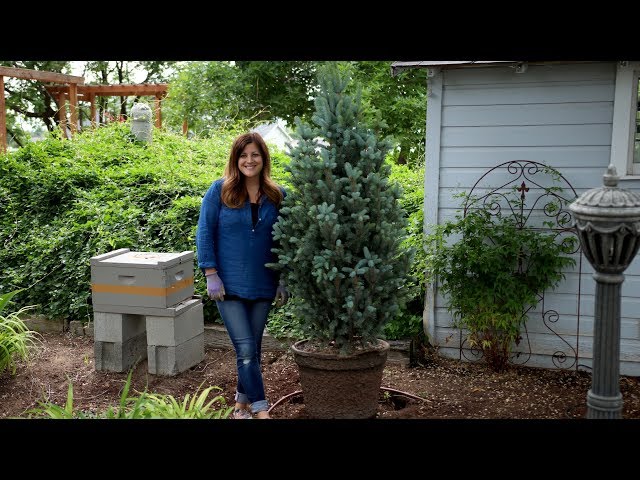 Videouttalande av Colorado blue spruce Engelska