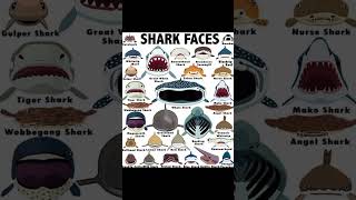Download lagu SHARKS PT.20|Squalo Capopiatto/Sevingill Shark #sicilia #shorts #shark  #sevengillshark mp3
